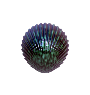 Clams