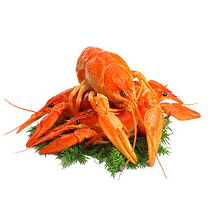 Crayfish