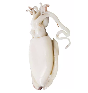 Cuttlefish Whole Round