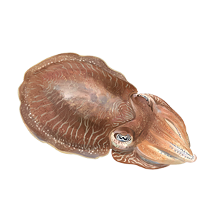 Cuttlefish