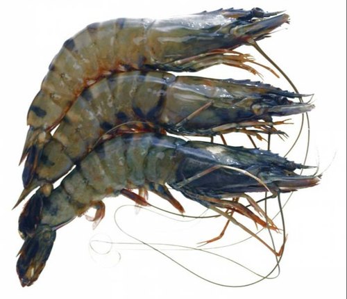 Black Tiger Shrimp