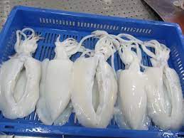 Cuttlefish Whole Round