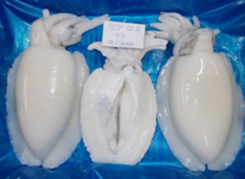 Cuttlefish Whole Round