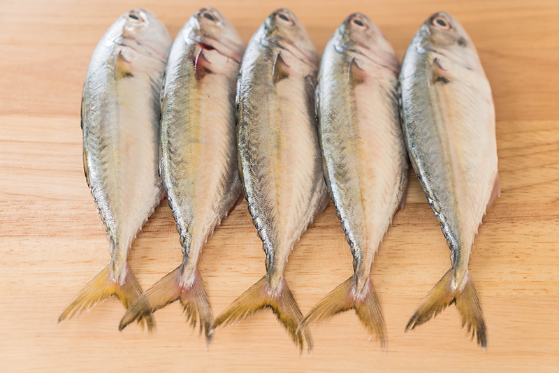 Horse Mackerel