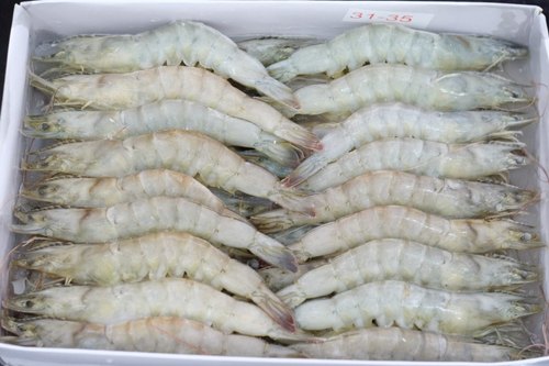 Hoso Shrimp