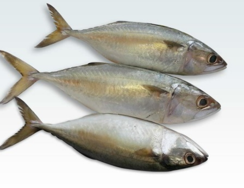 Indian Mackerel