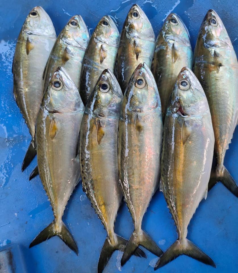 Indian Mackerel