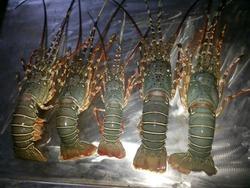 Lobster