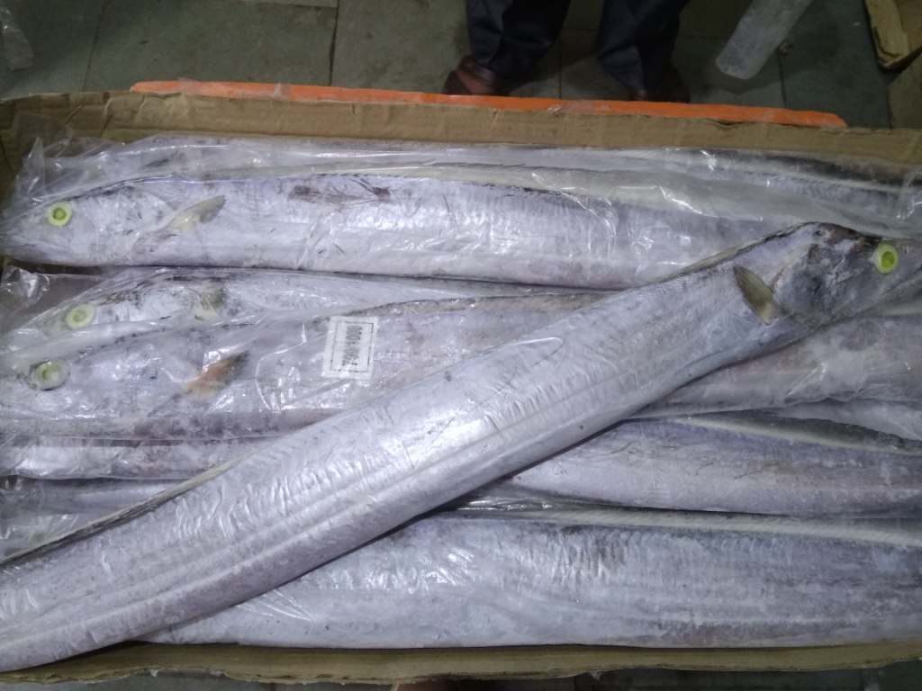 Ribbon Fish