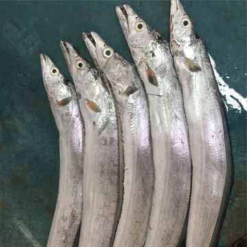 Ribbon Fish