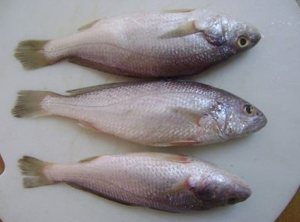 Silver Croaker