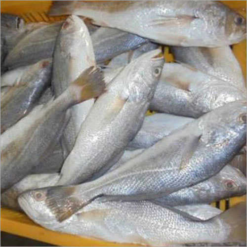 Silver Croaker