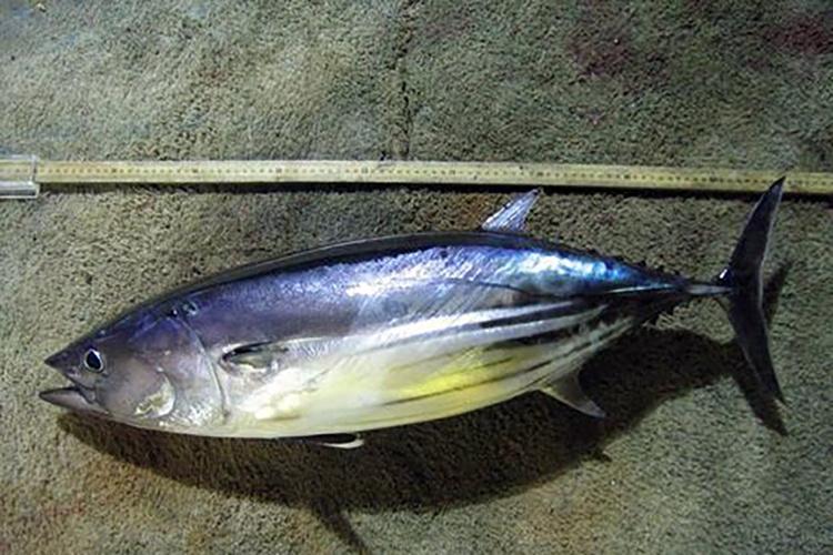Skipjack Tuna