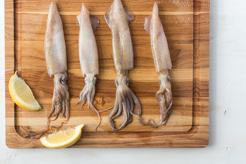 Squid Loligo