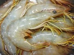 Vanami Shrimp