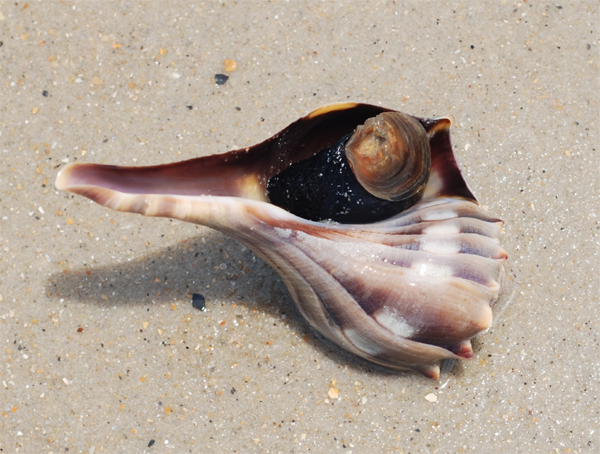 Whelk