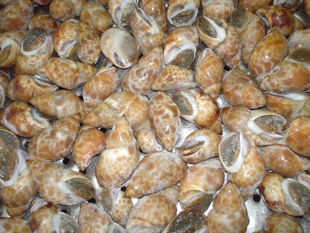 Whelk