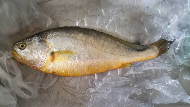 Yellow Croaker