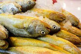 Yellow Croaker