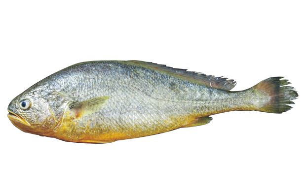 Yellow Croaker