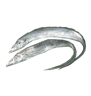 Hairtail Fish
