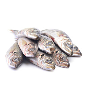 Horse Mackerel