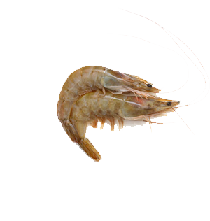 Hoso Shrimp