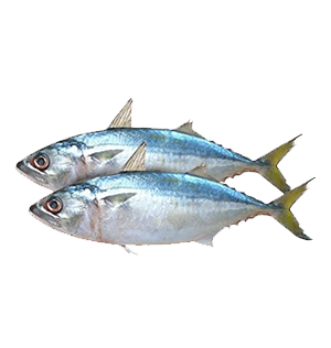 Indian Mackerel