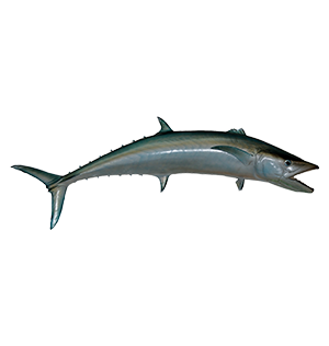 King Fish (Seer Fish)