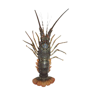 Lobster