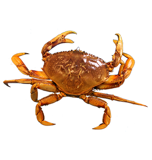Mud Crab