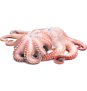 Octopus