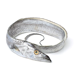 Ribbon Fish