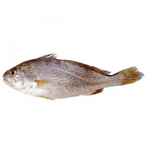 Silver Croaker