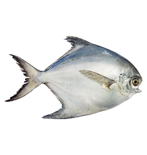 Silver Pomfret