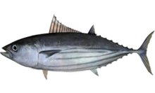 Skipjack Tuna