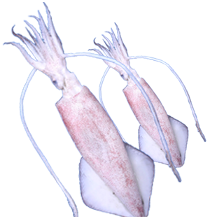 Squid Loligo
