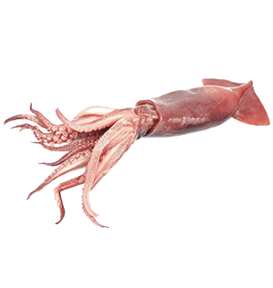Squid (Whole)