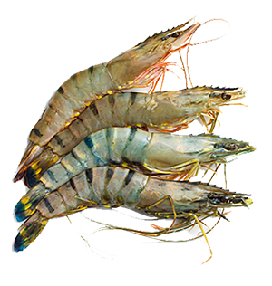 Tiger Prawns