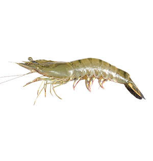 Vanami Shrimp