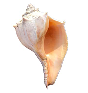 Whelk