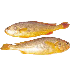 Yellow Croaker