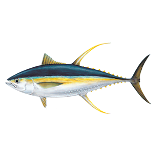 Yellowfin Tuna